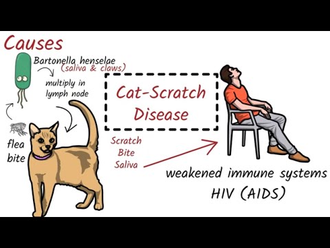 Video: Jak zabránit chorobě poškrábání koček: 11 kroků (s obrázky)