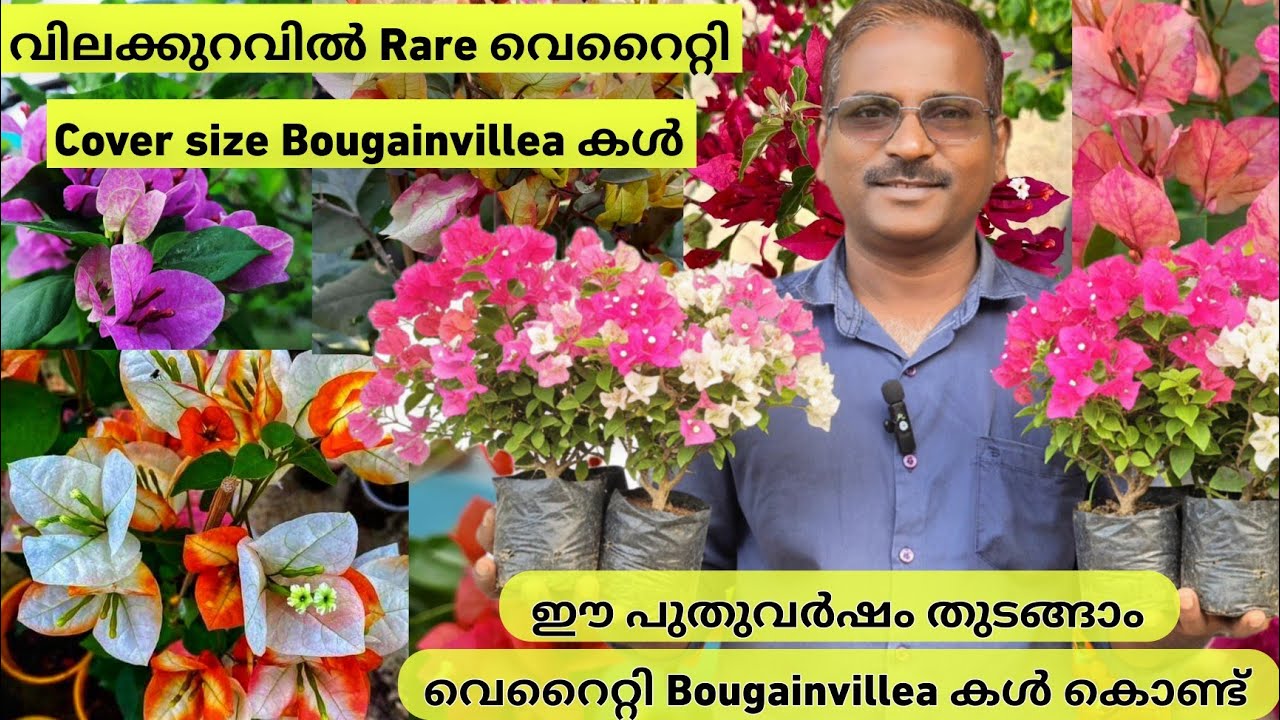 പൂക്കളോട് കൂടിയ Rare വെറൈറ്റി കടലാസ് ചെടികൾ 🌼🪻Low cost Cover size bougainvillea plants sale
