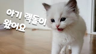 [랙돌]아기 랙돌, 빈우동생이 왔어요  Baby ragdoll, Bin's brother is here