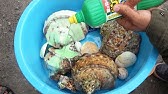 アワビの貝殻をピカピカに磨いてみた Youtube