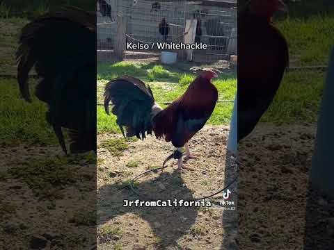 Gamefowl / Gallos Finos. Half Kelso and Whitehackle. #gallos #gamefowls ...