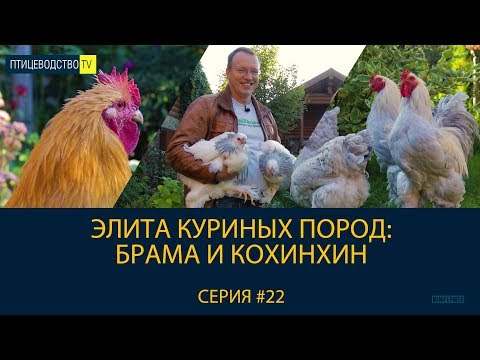 Видео: Двенадцать странных куриных пород