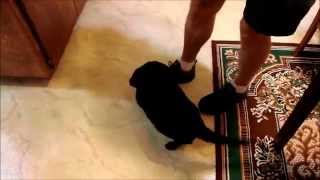 Squeaker Loves To Rub My Friends Feet