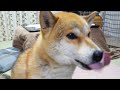 【しばわんこ日記】卵納豆、カロリー高めの夜食【柴犬タロウ】Shibe eats egg natto.