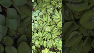 IMG 3063