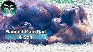 Orangutan Youngster Jim Throws Himself Into Dad’s Arms