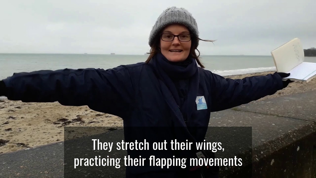 The Story of the Brent Goose 