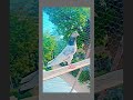 Pigeon lover's ❤️ 💫 #trending #trendingsongs #viral #music #newsong #