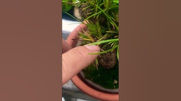 Cách nhận biết cây đang bị dư nước.cho cây thông đen.0339769298.