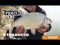 FEEDER Fishing sul Fiume Po | Destinazione Pesca S2E9 FINALE | @Trabucco Fishing