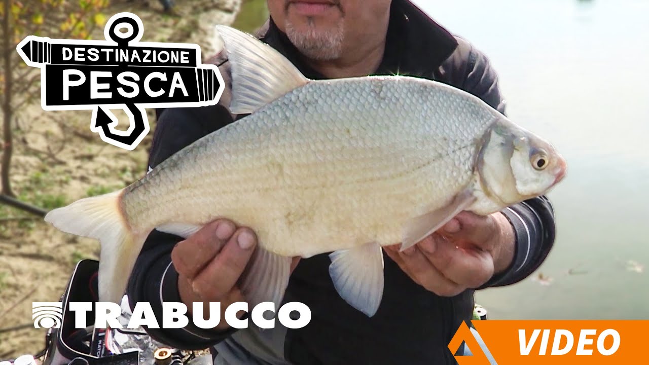 FEEDER Fishing sul Fiume Po | Destinazione Pesca S2E9 FINALE | @trabuccofishing