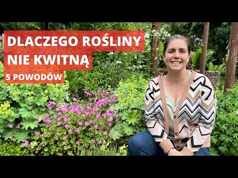 Wideo: Pięć powodów, dla których liliowy nie zakwitł