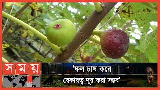 দেশে ক্রমান্বয়ে বাড়ছে ফলটির চাহিদা | Teen Fruit | Figs | Patuakhali Fruit Garden | Somoy TV