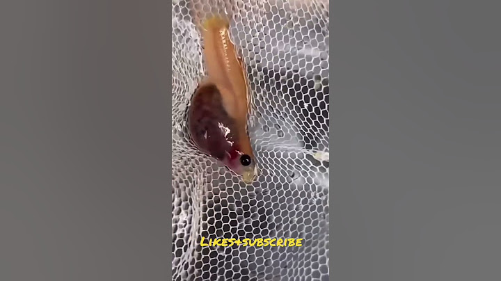 Guppy Giving Birth #shorts#shortsvideo#pets#arowana #cute #puppy
