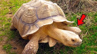 Mind Blowing Sulcata Tortoise Size - Best Tortoises for Pets by Known Pets 187 views 2 weeks ago 1 minute, 9 seconds