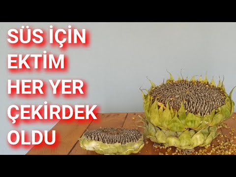 Video: Ayçiçeği Başını Yiyebilir misin - Ayçiçeği Yaprakları ve Tomurcukları Yeme Hakkında Bilgi Edinin