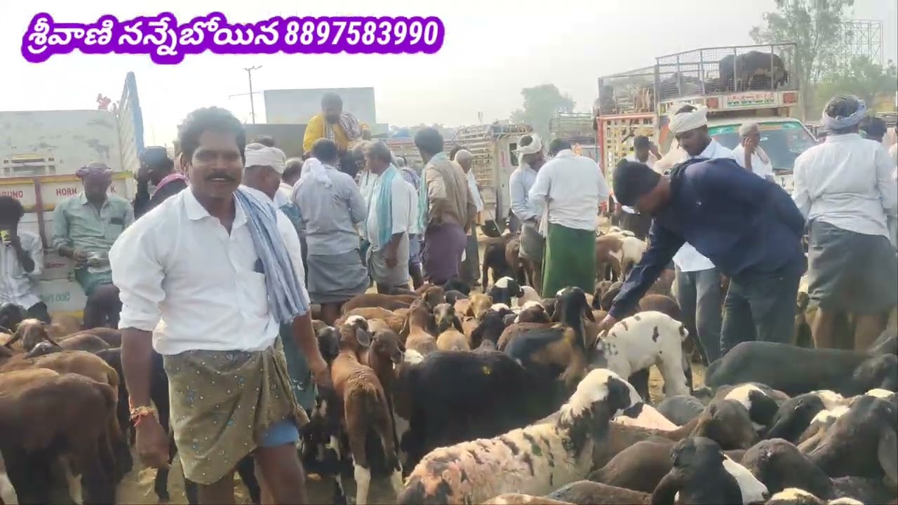 28/02/2026 ఈ వారం చిల్లకల్లు సంతలో కొనుగోలు లేని పొట్టేళ్ళు పిల్లలు 