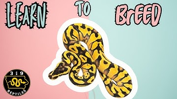 How to Breed Ball Pythons
