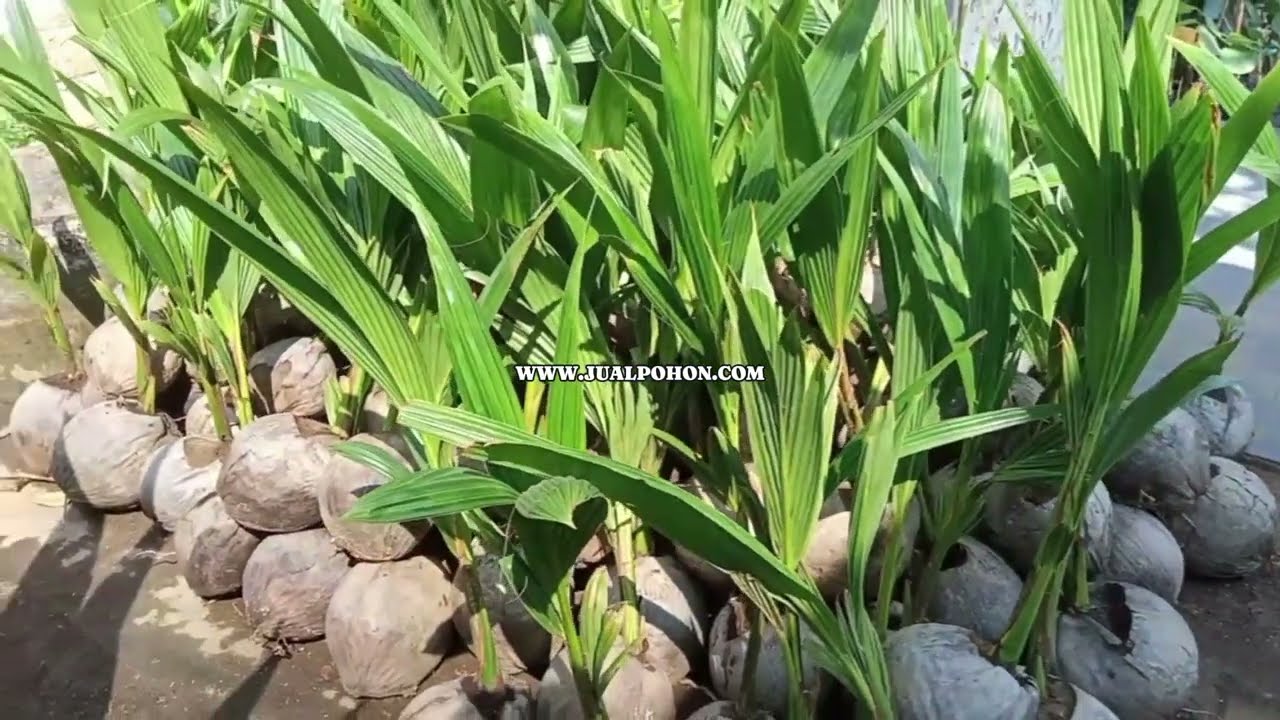 Bibit Kelapa Genjah Entog Berkualitas Langsung dari Kebun