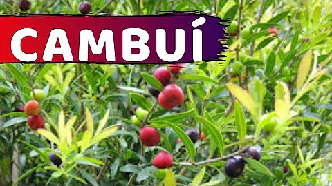 Como fazer mudas de cambuí?