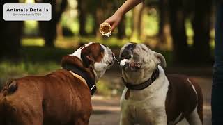 English Bulldog Breed Information and Personality Traits