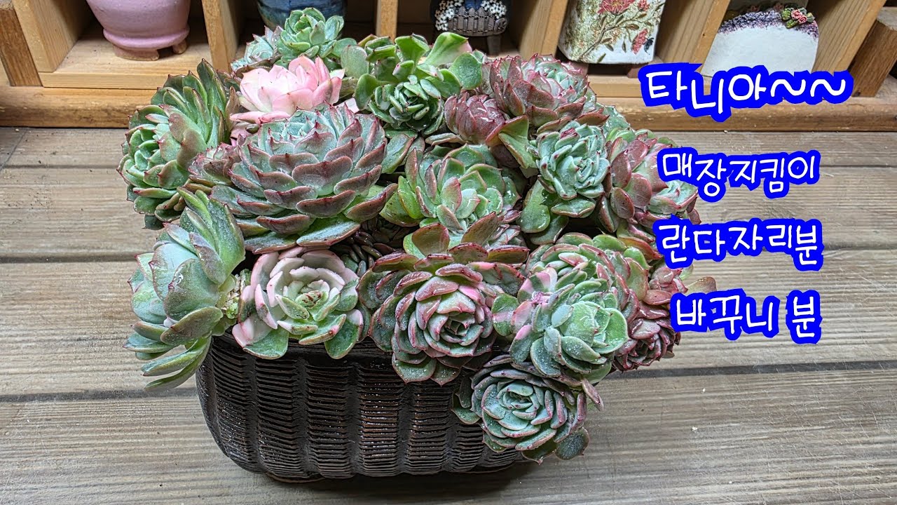 26.02.26.타니아 매장지킴이 식재해요 