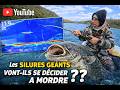 les gros silures vont ils se décider à mordre ??