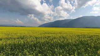 Canola Fields Drone Flyover Copeland Valley @xoneeleven