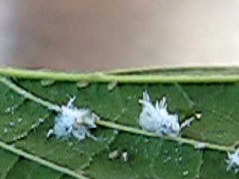 Psyllids on sugarberry leaf - YouTube