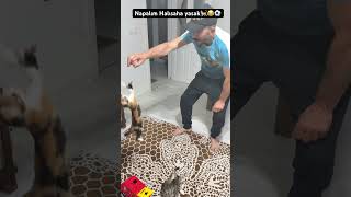 Ben kediyim ben oynarım🐈⚽️😂 #cat #cute
