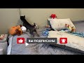 Гиперактивный чихуахуа Перчик 🤦‍♀️ И так каждый день