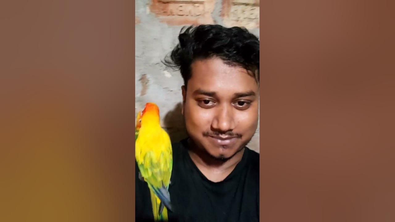 i-love-you-my-cutie-pie-viralshort-birdfood-birdscare-youtube