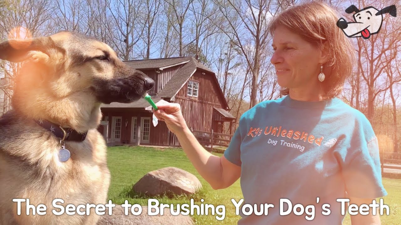 The Secret to Brushing Your Dog’s Teeth YouTube