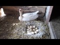 Сколько гусыня сидит на яйцах и почему она этого не делает