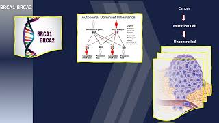 E7. BRCA 1& BRCA2 تحاليل الجينات المستخدمة فى تشخيص سرطان الثدى