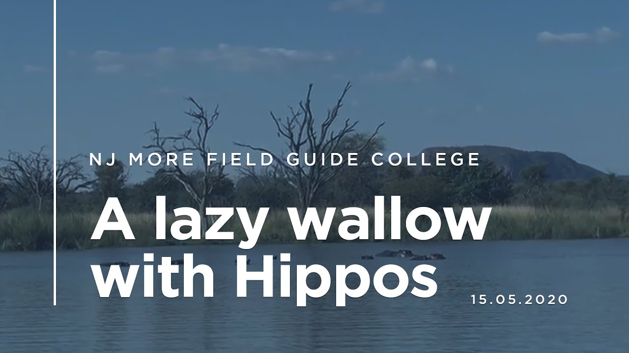 NJ MORE Field Guide College - A Lazy Wallow With Hippos