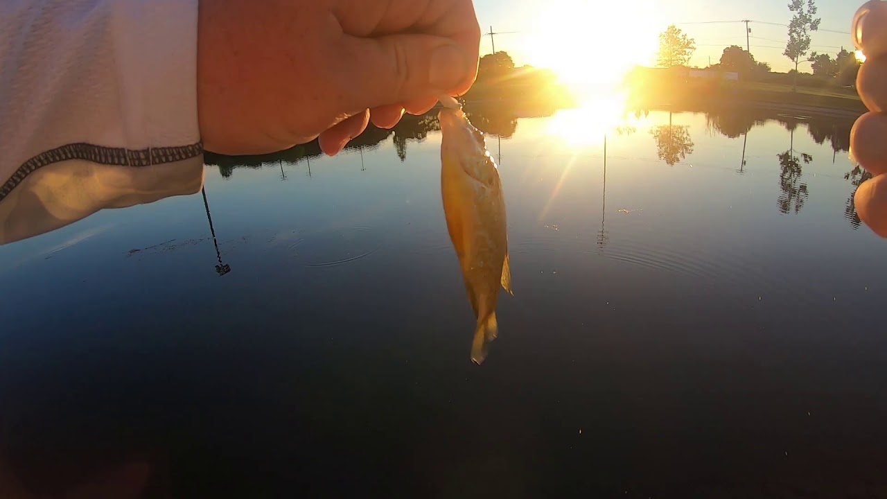 SUNFISH SESH (+BONUS FISH)