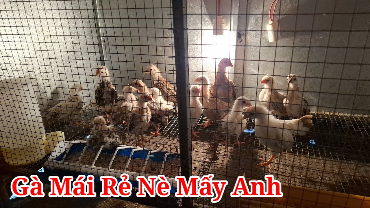 Gà Mái Rẻ Nè Anh Em Ơi
