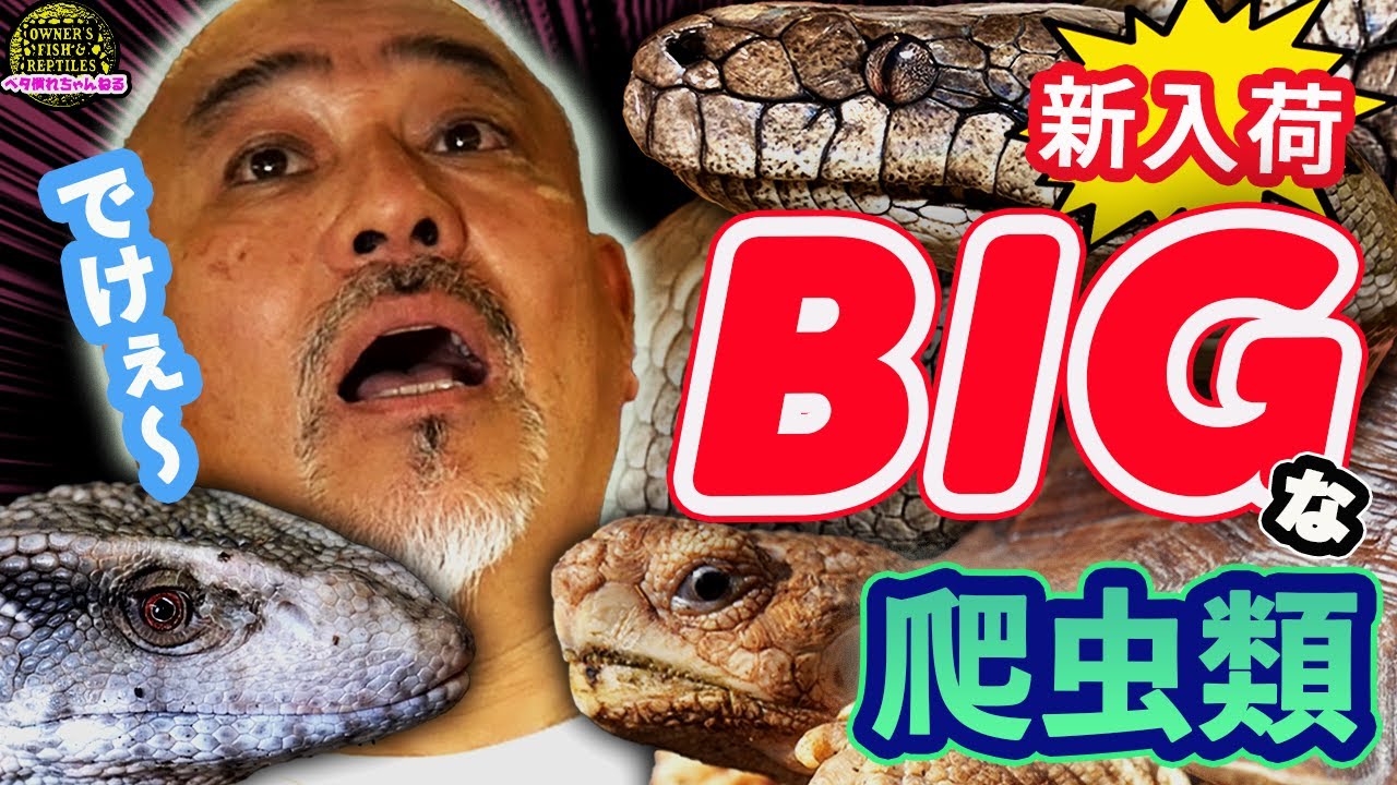 新入荷】ビッグサイズの爬虫類入荷しました！！【爬虫類ショップ