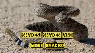 Snake Removal Compilation