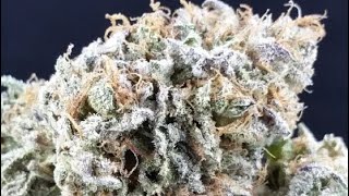 Chicago Platinum OG grow room
