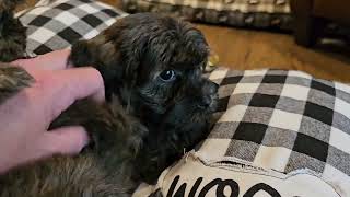 Heavenly Havanese Cuddle By The Fireplace! Welcome 2024!!!