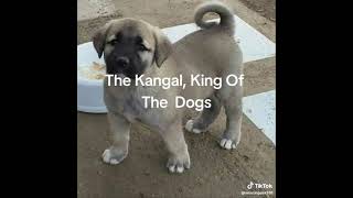 Kangal King Of All Dogs