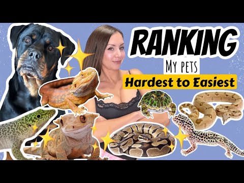 Ranking My Pets From HARDEST to EASIEST to Care For