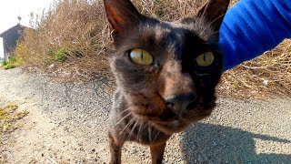 黒猫がモフられに来た