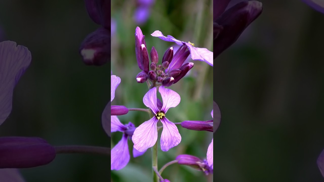 Honesty |Lunaria annua