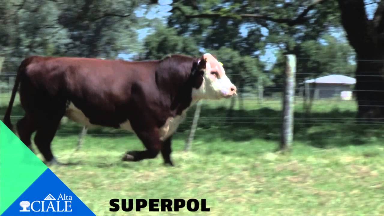 CIALE Alta Toro Superpol S/ - Polled Hereford alta mar รีวิว