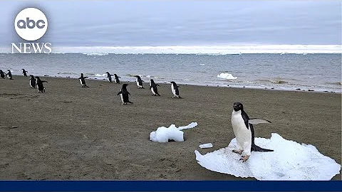 How penguin poop can help to mitigate climate change