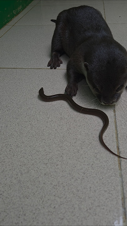 Boni bona apa itu ?? #betinurgustiani #siboni #animals #americanfunnyvideos