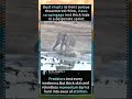 Lion vs Elephant: The Most Brutal Fight Caught on Camera Wildlife #NatureDocumentary